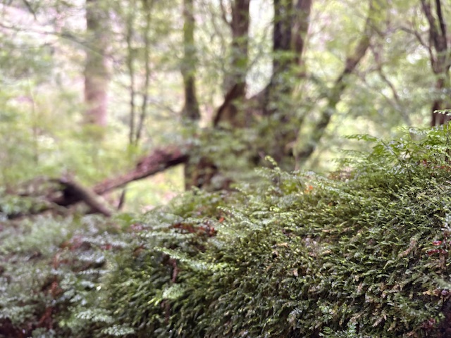 秋山知宏特任准教授による共著出版物公開のご案内：<br>環境・気候倫理と持続可能な転換をめぐる文献レビュー