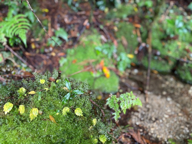 公募<br>研究員または上級研究員、および研究推進員